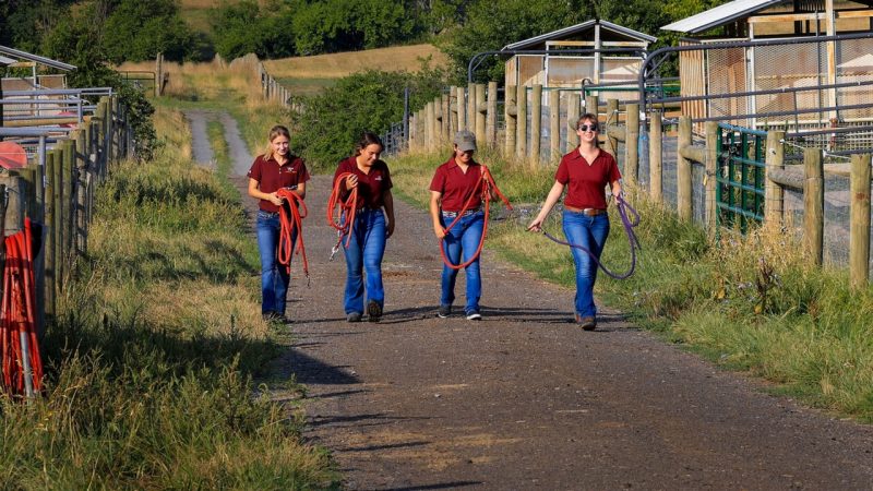 Four students wearing maroon shirts and jeans walk along a gravel path at a farm facility, each carrying lead ropes, with barns and fencing in the background.