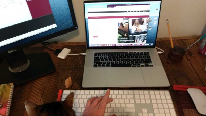 person working from home on laptop with cat on lap