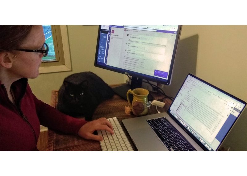 woman working from home looking at two computer monitors and typing, with cat on desk watching her work